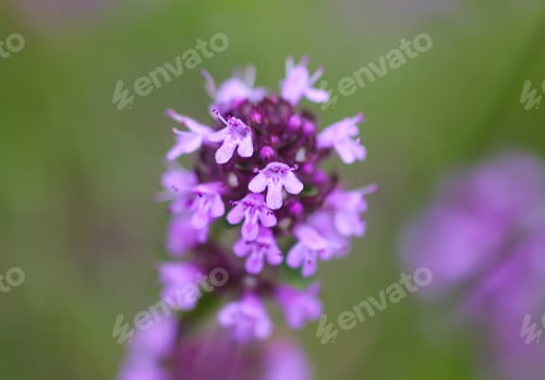 Vorschau: Thymus serpyllum, Breckland-Thymian, Kriechthymian