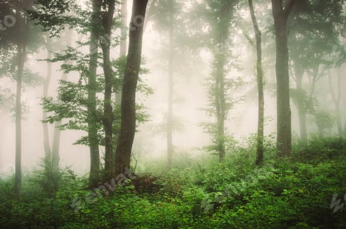 Preview: natural green forest with lush vegetation in summer