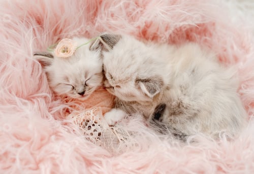 Preview: Ragdoll kittens photos newborn style