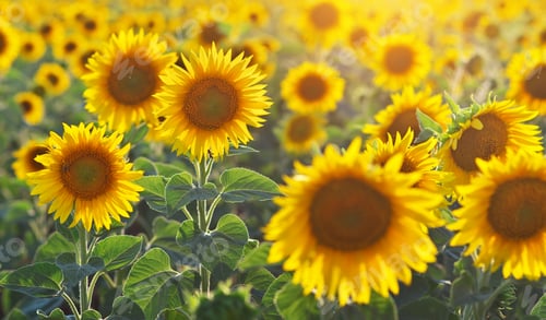 Preview: Sunflower portrait.
