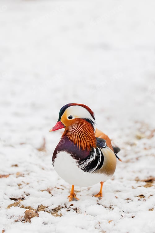Preview: Male mandarin duck in the snow
