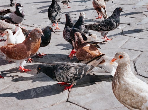 Preview: Pigeons crowd streets and public squares, living on discarded food and offerings of birdseed