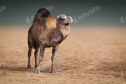 Preview: Dromedary (Camelus dromedarius) or One-humped Camel
