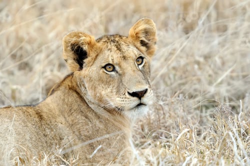 Preview: Close lion in National park of Kenya