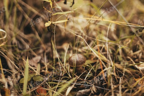 Preview: Beautiful edible mushroom with brown cap in autumn sunny woodland. Brown Birch Bolete. Soft Focus