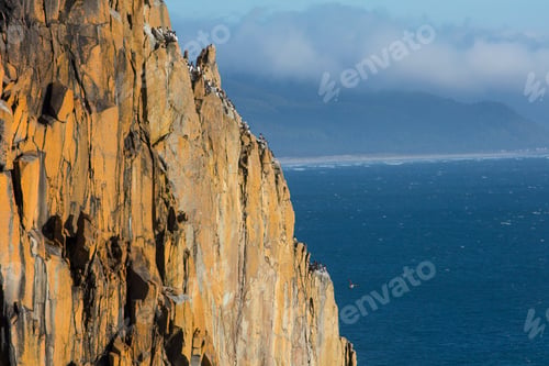 Preview: Colony of nesting Common murres on cliffs overlooking the Pacific Ocean in Oswalk West State Park