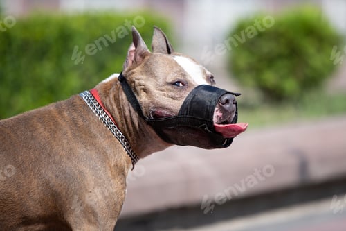 Preview: Big brown dog in black muzzle on street