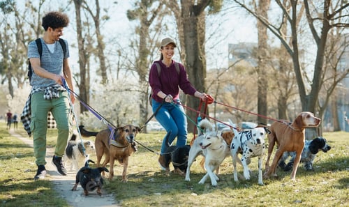 Preview: Happy pet sitters walking group of dogs on a leashes in the park.