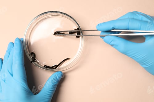 Preview: Doctor taking medicinal leech from Petri dish with tweezers on light pink background, top view