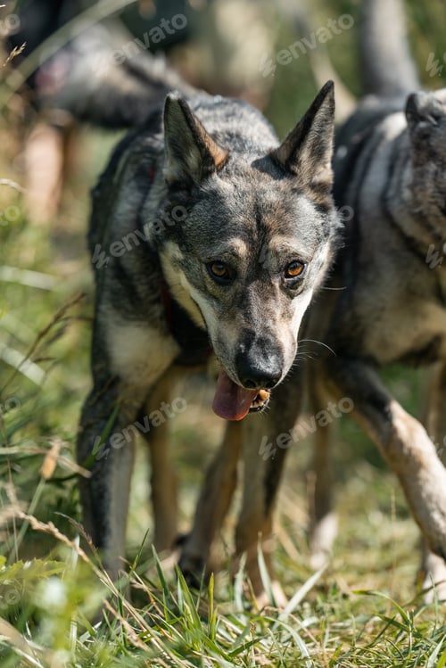 Preview: Close-up portrait of walking dog with tongue.