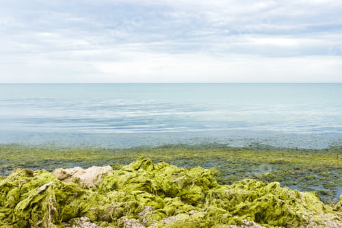Preview: Green seaweed and algae on stones by the sea. ecology and natural disasters concept