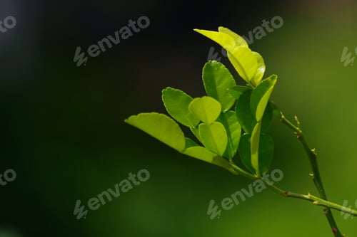 Preview: Background of green leaves of a tree