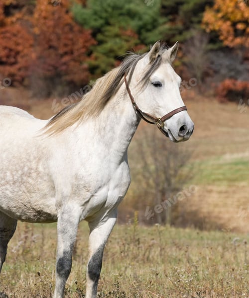 Preview: horse, mare, wilderness, stallion