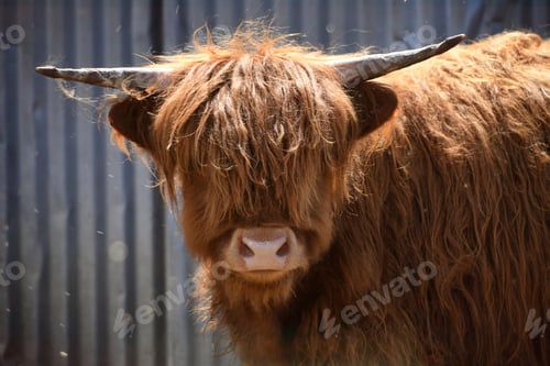 Preview: A shaggy long-haired Scottish Highland cow with horns staring at the camera