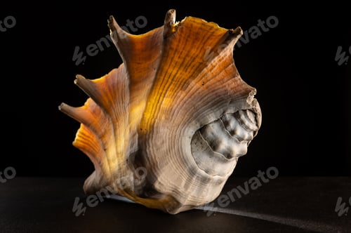 Preview: Glow big shell on dark background