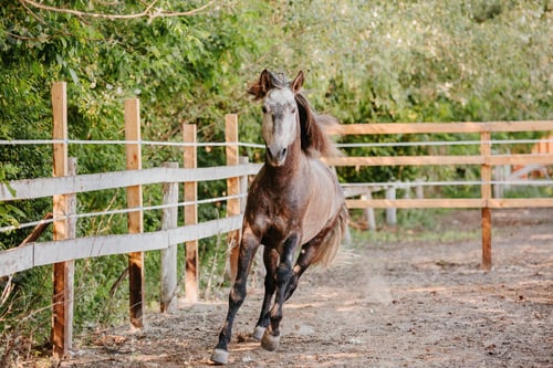 Preview: Beautiful horse portrait in motion in the stallion. Equine. Countryside. Equestrian