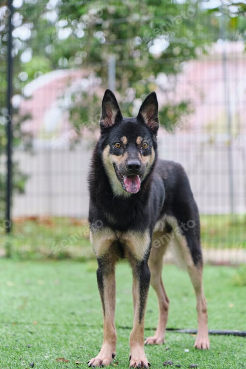 Preview: Domestic dog standing on grass in the garden
