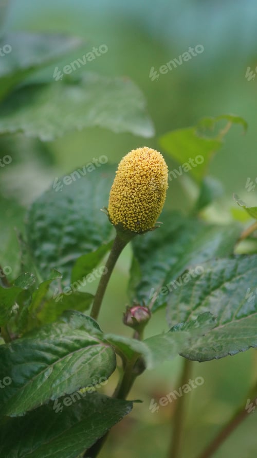 Preview: Flipped vertical shot of a spilantes