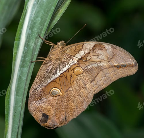 Preview: morpho