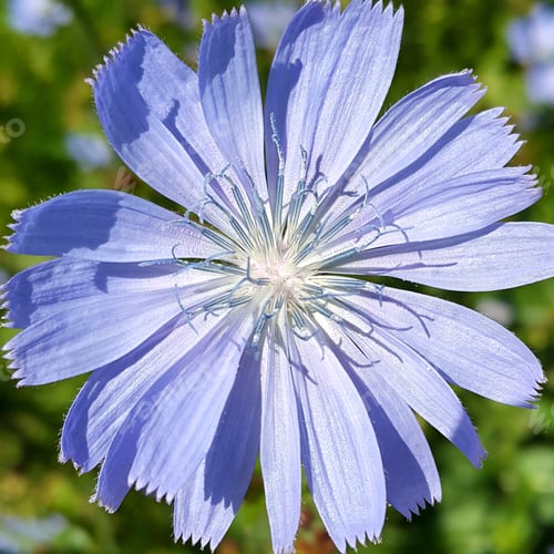 Preview: Beautiful blue chicory flower