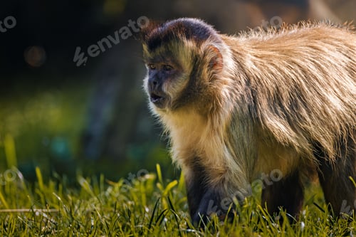 Preview: Capuchin monkey on grass