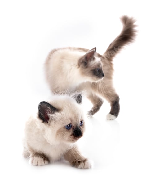 Preview: birman kitten in studio