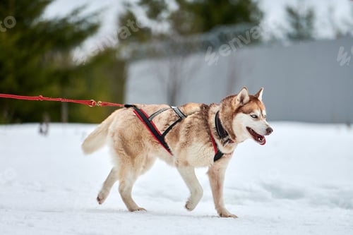 Preview: Running sled dog Siberian husky