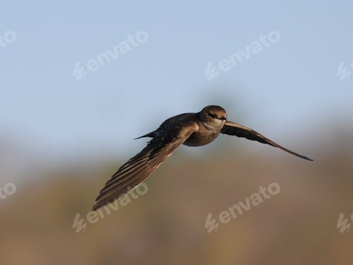 Preview: Majestic pale crag martin (Ptyonoprogne obsoleta) flying above a barren landscape