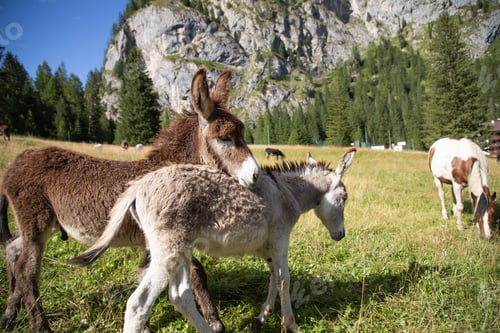 Preview: A donkey in the wonderful landscape of the Dolomites mountains, South Tyrol, Italy