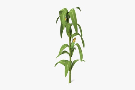Preview: Corn Stalk with Ears - Low Poly