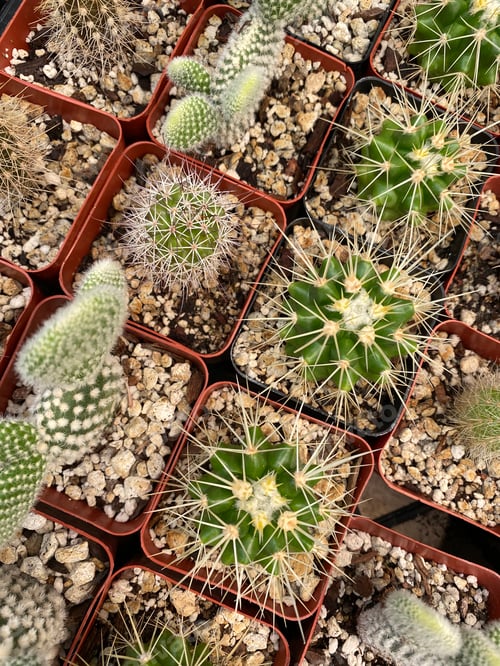 Preview: Cactus garden