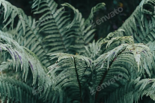 Preview: Selective focus shot of a fern plant in the forest of Ireland