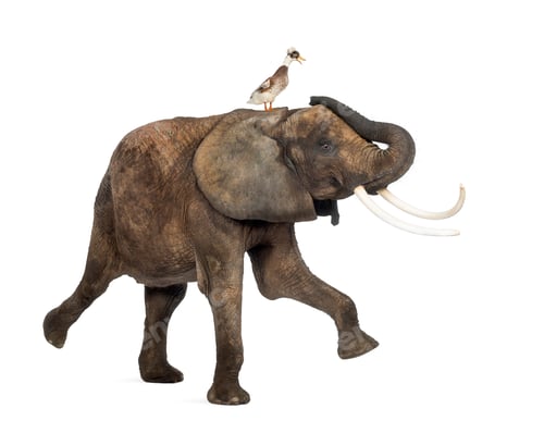 Preview: Side view of an African elephant performing with a crested duck on its back, isolated on white