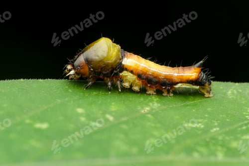 Preview: caterpillar on a leaves