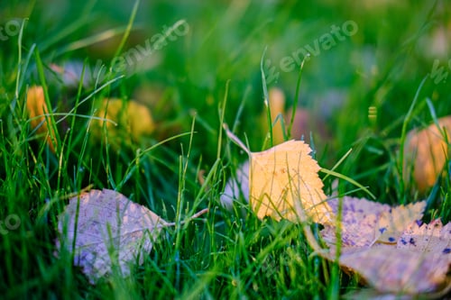 Preview: Autumn yellow leaves on the lawn