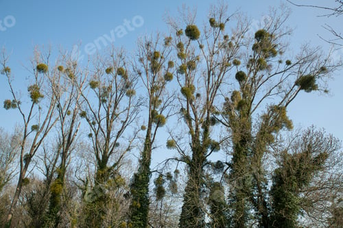 Preview: trees with misteltoe ,Viscum album,and blue sky background