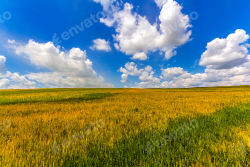 Preview: Wheat field in summer. Harvest and agriculture farming concept.