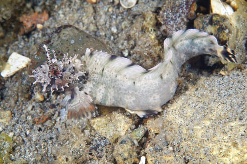 Preview: Chirolophis saitone, prickleback fish, Sea of Japan