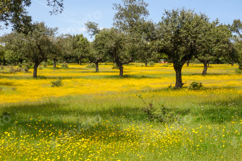 Preview: Meadow flowers and oak trees in a Spanish landscape in spring. Dehesas