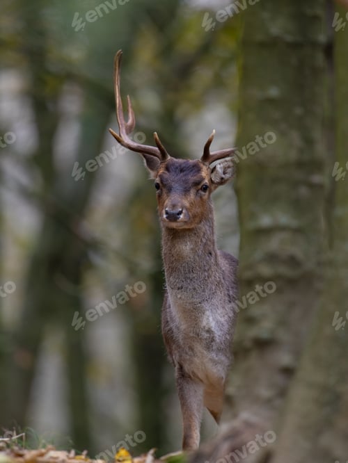 Preview: Selective focus shot of horned deer in the forest
