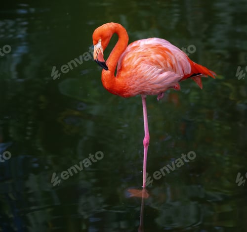 Preview: American Flamingo bird (Phoenicopterus ruber)