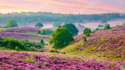 Preview: Posbank national park Veluwezoom, blooming Heather fields during Sunrise in the Netherlands