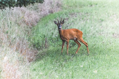 Preview: a small deer standing in the grass near a bush and some trees