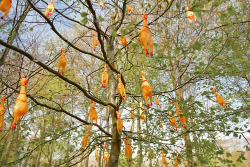 Preview: Hanging fake chicken on the trees for quiz