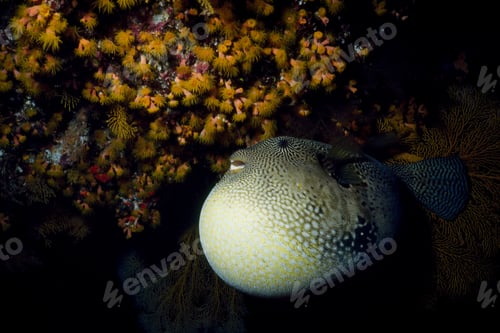 Preview: Inflated pufferfish.