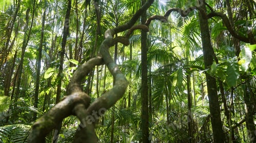 Preview: Lush Tropical Rainforest with Green Canopy and Vines