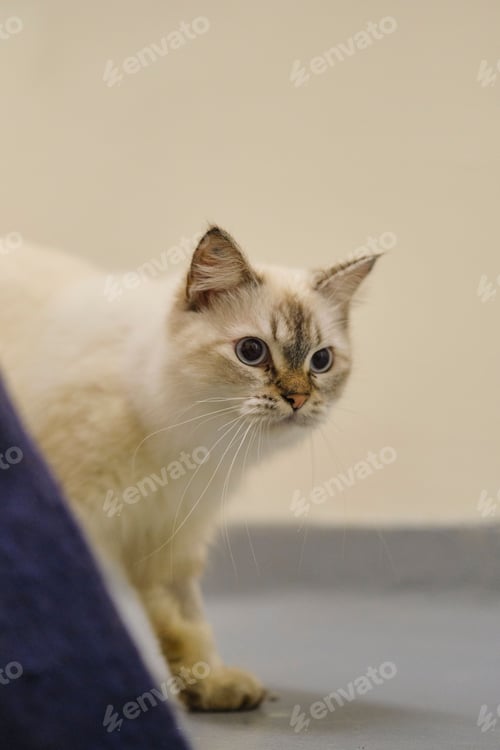 Preview: Adorable white domestic cat