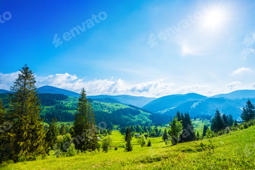 Preview: Beautiful magical view of the spruce forest