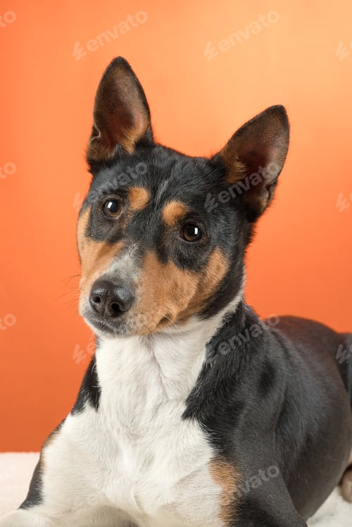 Preview: Portrait basenji dog on colored background in studio