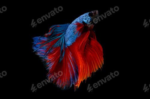 Preview: Colorful with main color of blue and red betta fish, Siamese fighting fish